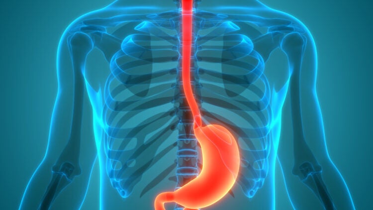 3D Illustration Concept of Human Digestive System Stomach Anatomy.